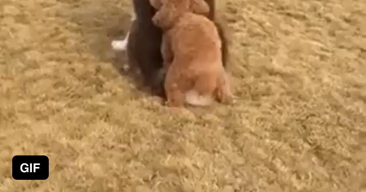 Beasteality Gif