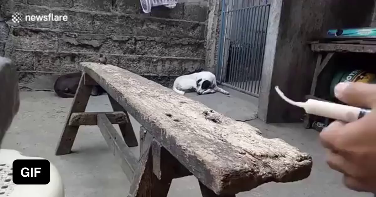 How Do You Feed The Bird In Granny