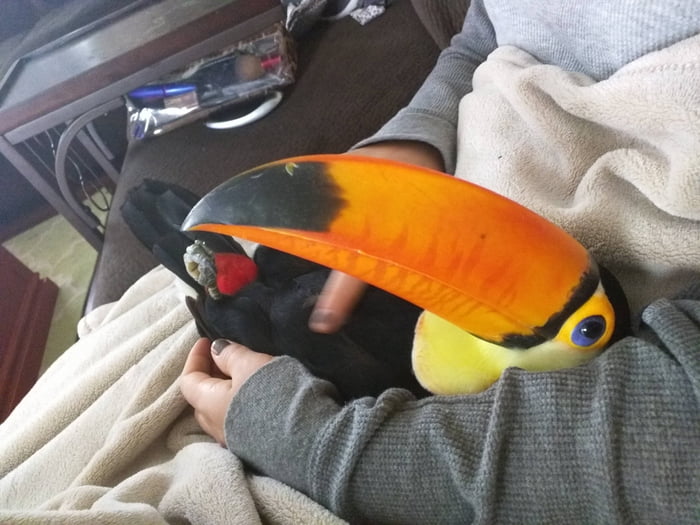 jameskii toucan plush