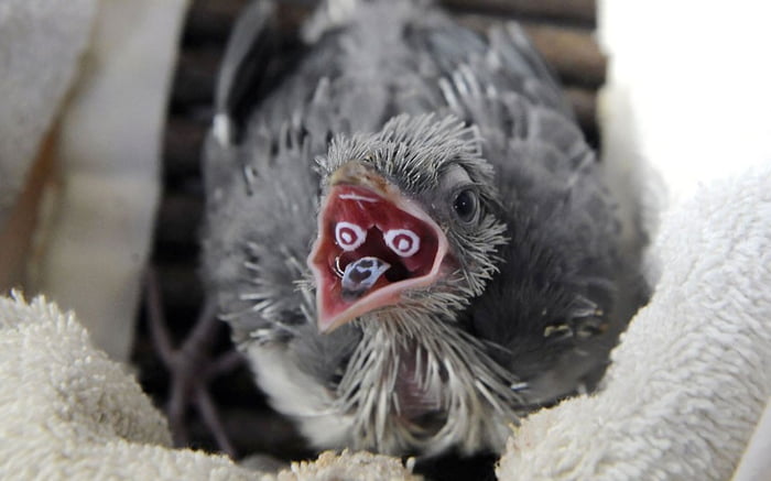 In many species of birds, the hatchlings have intricate, colorful mouth