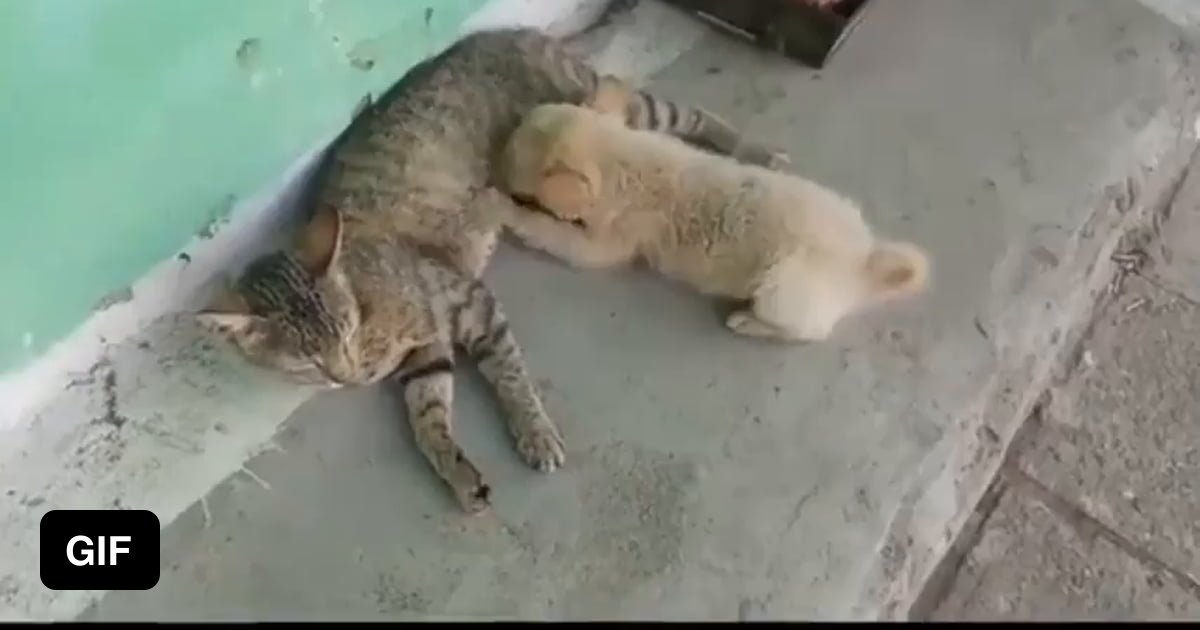 Nursing cat adopts puppy He follows here everywhere 9GAG