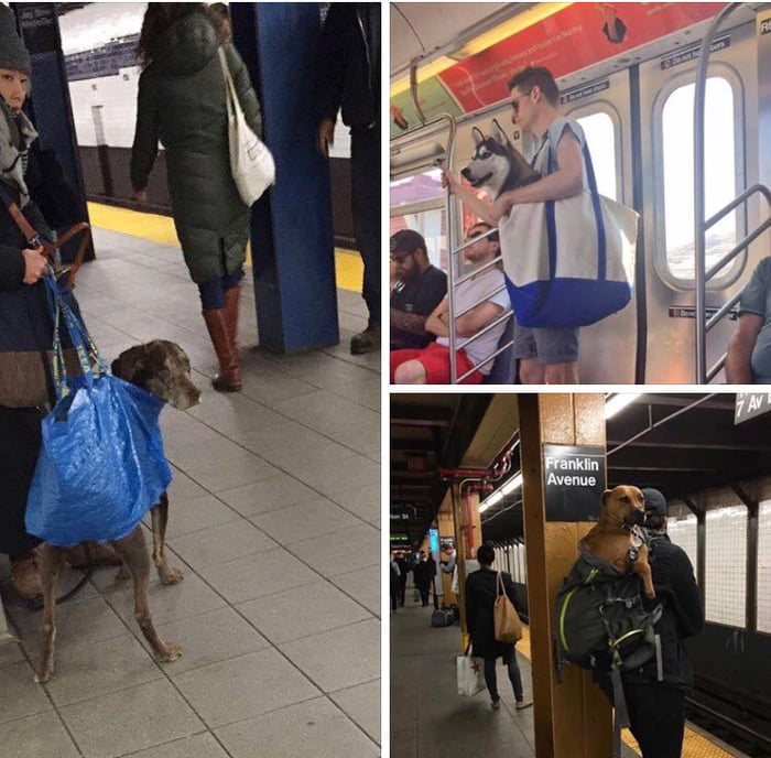 The New York City Subway banned dogs unless they fit in a bag and the ...