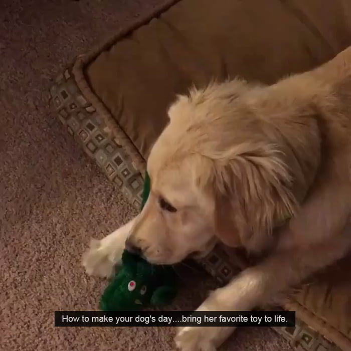 How to make you dog happy Bring her favorite toy to life 9GAG