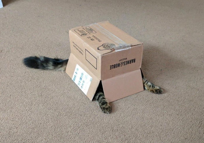 This cats been playing way too much Metal Gear Solid - 9GAG