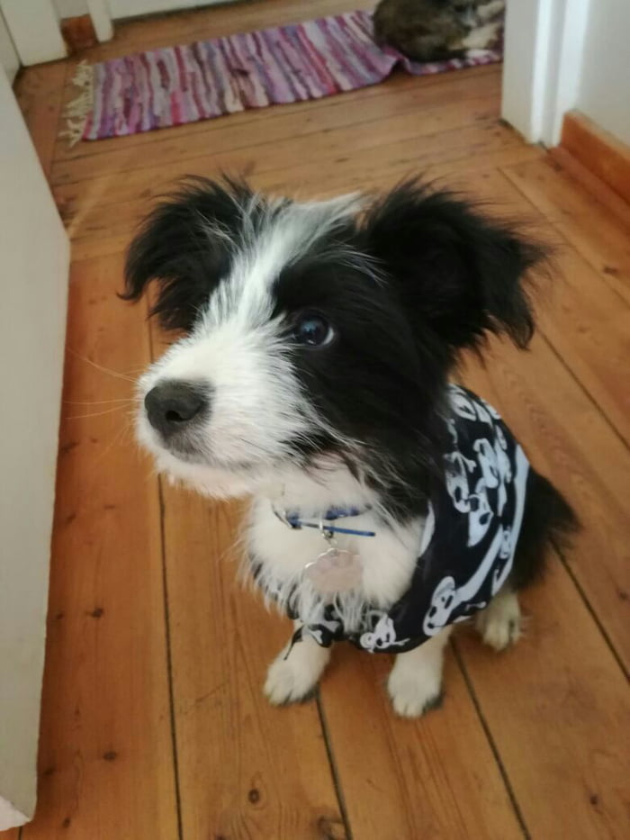 Border collie best sale maltese mix