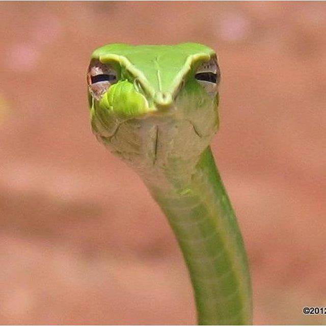 sceptical snake is sceptical