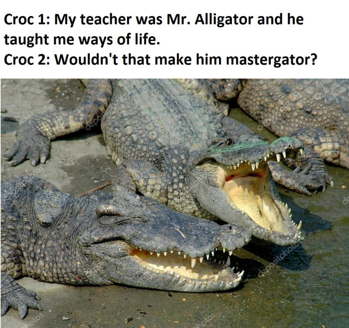 What Is The Correct Response To See You Later Alligator