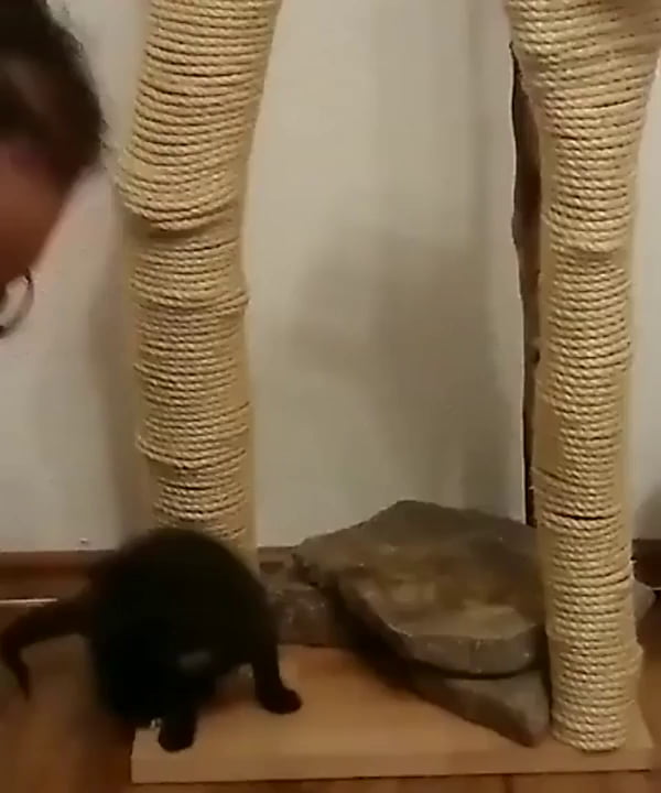 Teaching a kitten how to use a scratching post