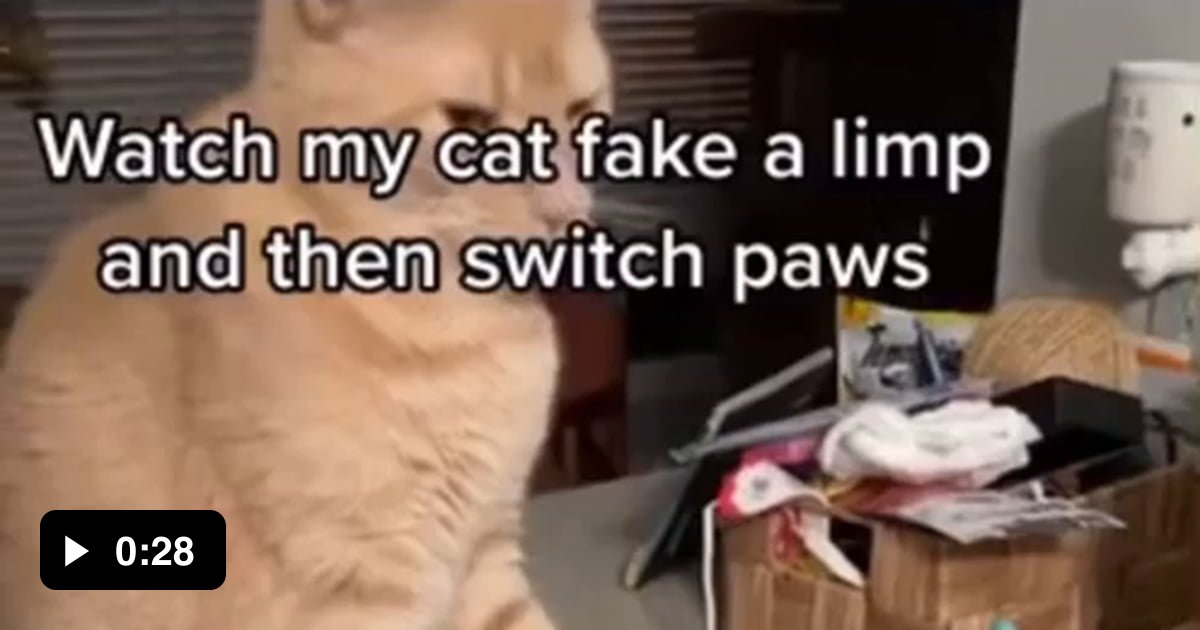 The way this cat switches paws - 9GAG