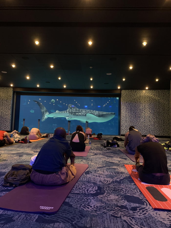 Took a Yoga class at the Aquarium and this Whale Shark deciding to join in on the cool