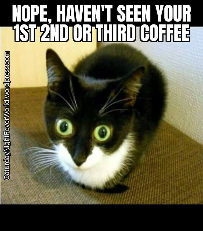 funny coffee memes with animals