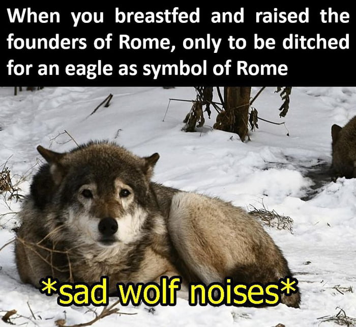 Sad wolf - 9GAG