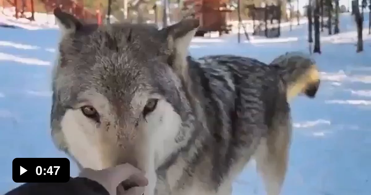 Ferocious beast. - 9GAG