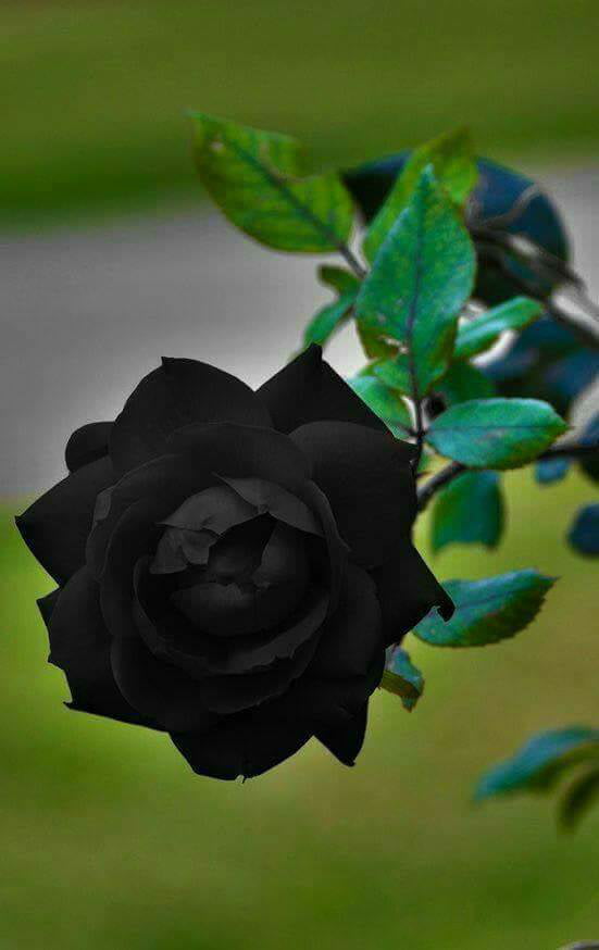 There are naturally occurring black roses. They grow only in one place ...