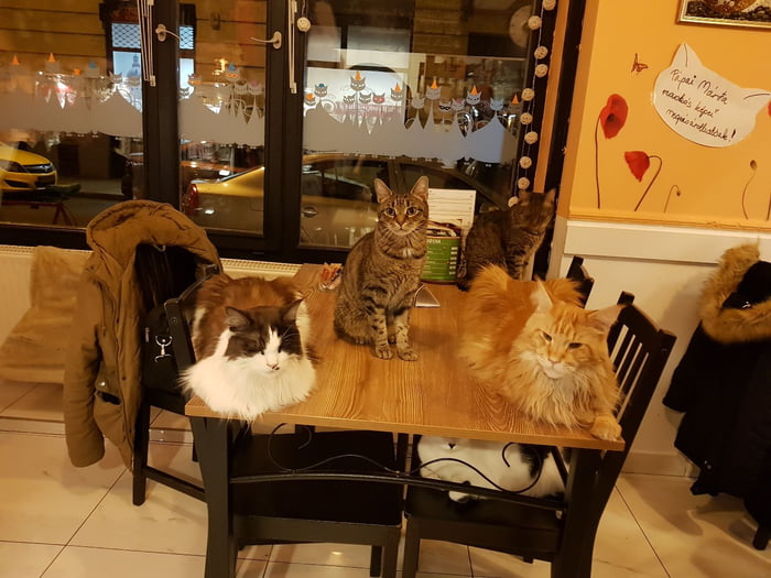 About Us – Cat Café Budapest