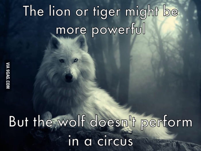 The Wolf - 9GAG
