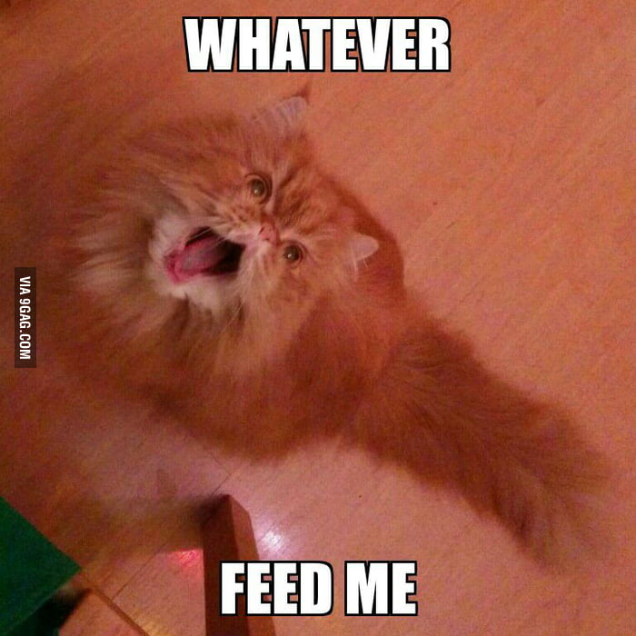 Whatever! Feed me! - 9GAG