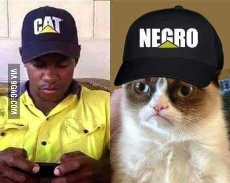 Cat > Negro - 9GAG