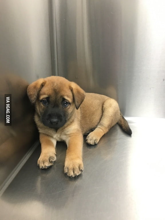 She looks a little scared at the vet - 9GAG