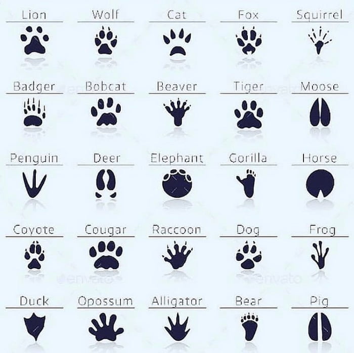 How To Identify Animals By Its Paw Prints 9GAG