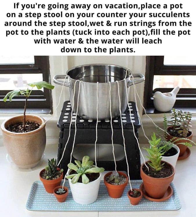 Watering your plants while on vacation. 9GAG