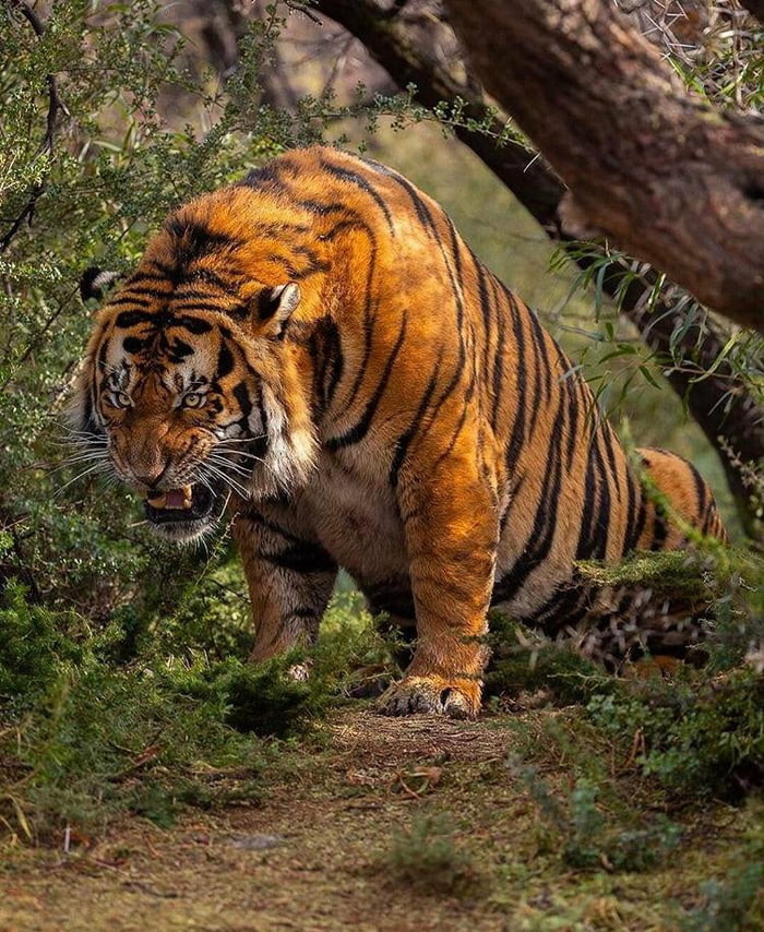 The royal Bengal Tiger in full muscles - 9GAG