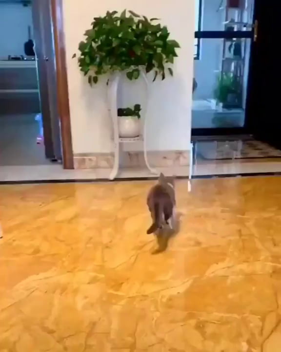 Cat tries to scare a doggo, super cute - 9GAG