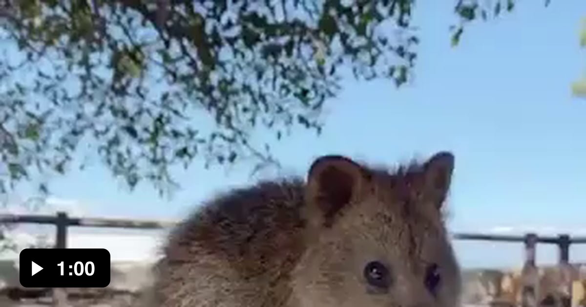 Rare Quokkas react to juggling ) 9GAG