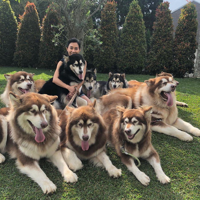 The Wolf Pack - 9GAG