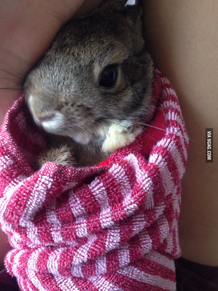 Bunny burrito - 9GAG