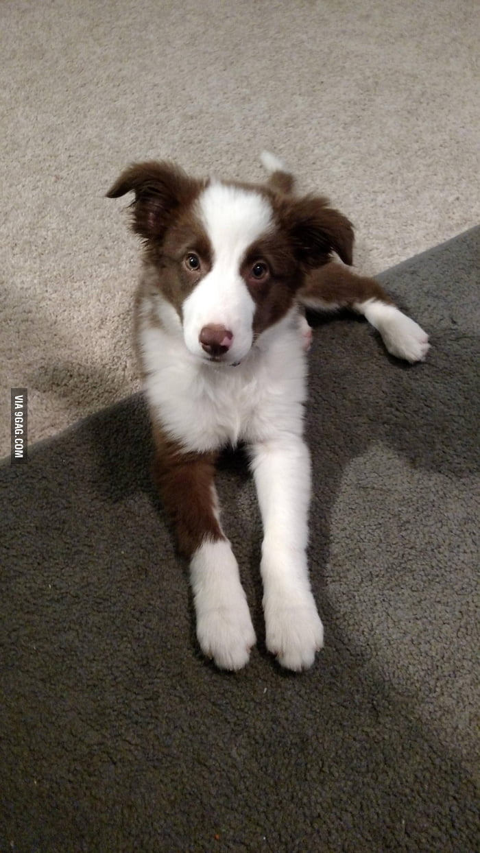 How can you be mad at a face like that? - 9GAG