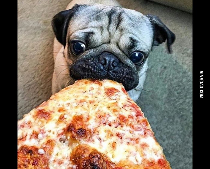 how much should a pug eat