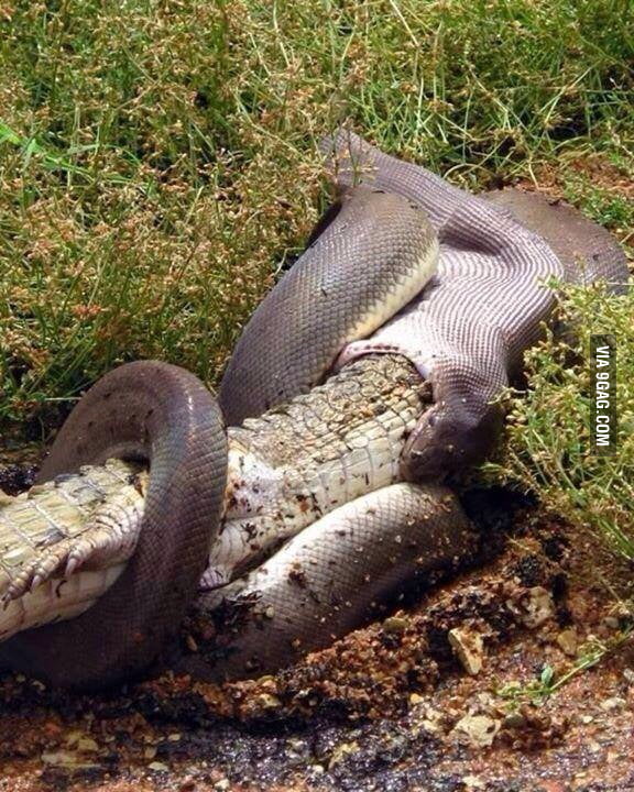 Olive python eating a freshwater crocodile at Mount Isa - Australia - 9GAG