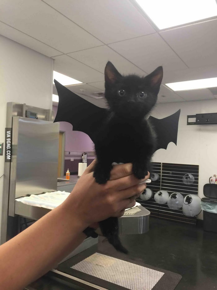 cat 9 bat