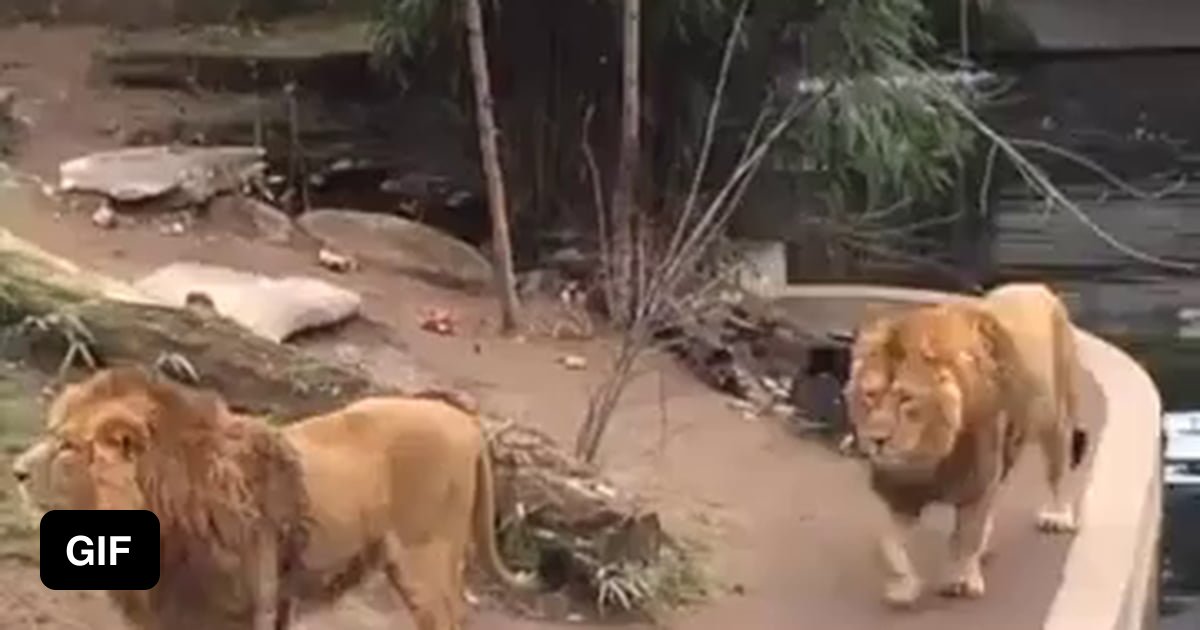 Just big cats - 9GAG