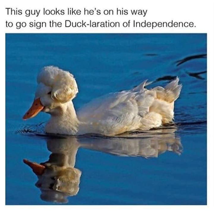 Ducklaration of Independence - 9GAG