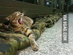 After Sir Nils Olav I Rais You Swiss Army Brigadegeneral Brigadier Broccoli 9gag