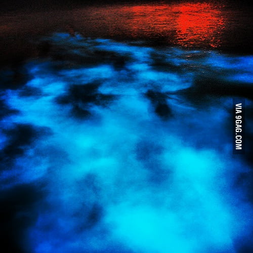 Bioluminescent water from the Luminous Lagoon in Trelawny, Jamaica 9GAG