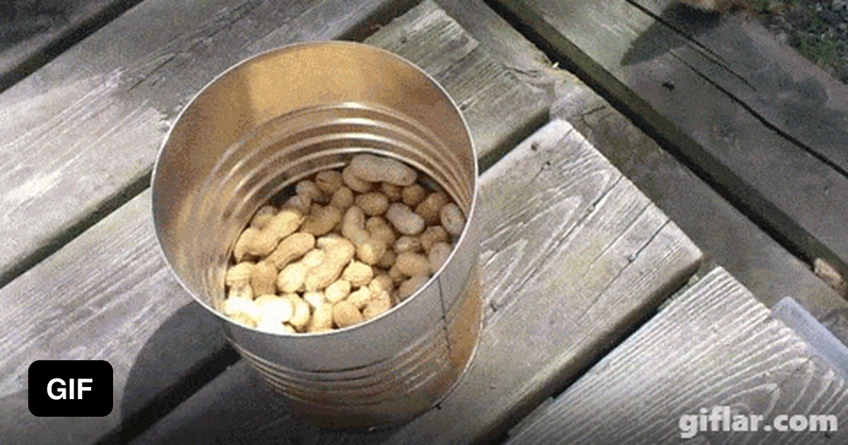 How to catch a Chipmunk - 9GAG