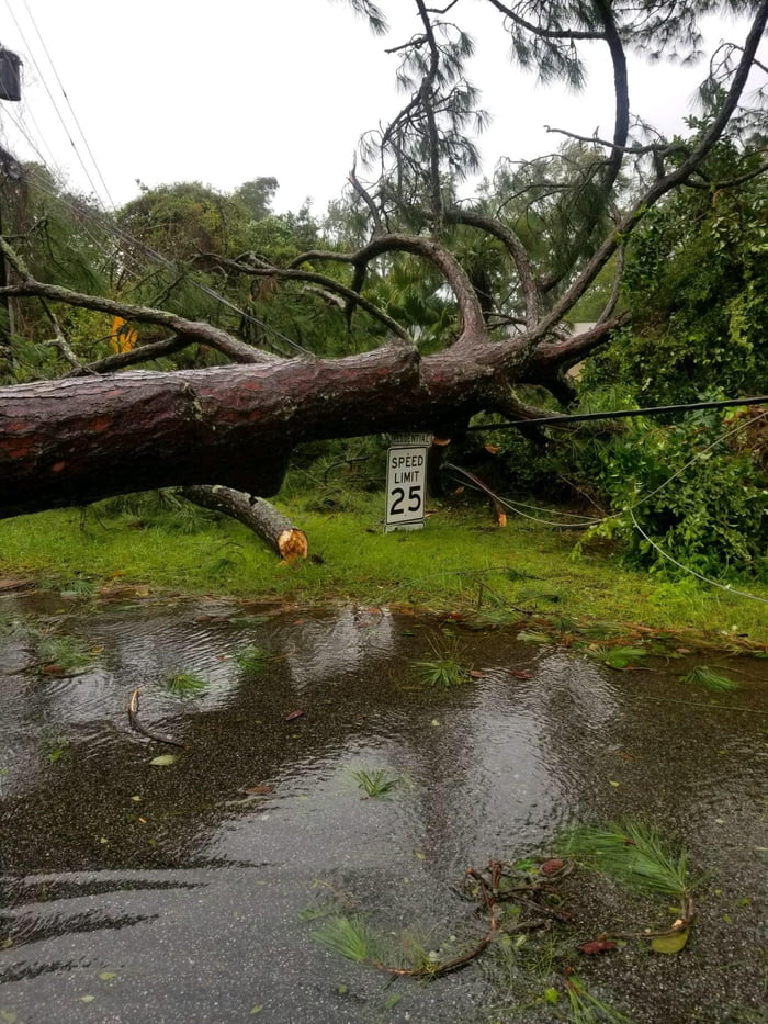 The Tree Fell Down From The Florida Hurricanes And Perfectly Slid Into The Ground 9gag 