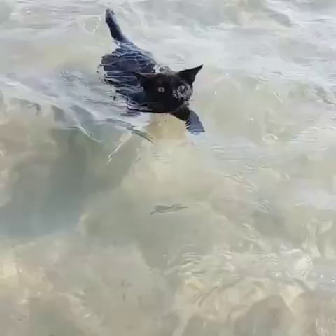 Give this cat a surfboard !! - 9GAG