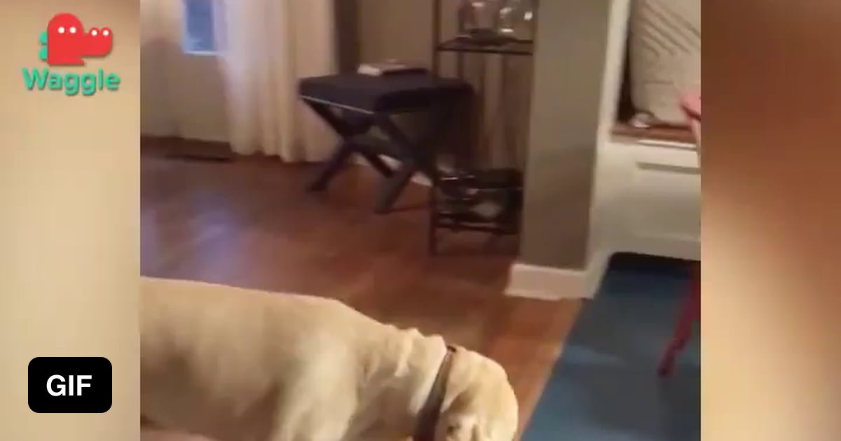 Dog won't share food 9GAG