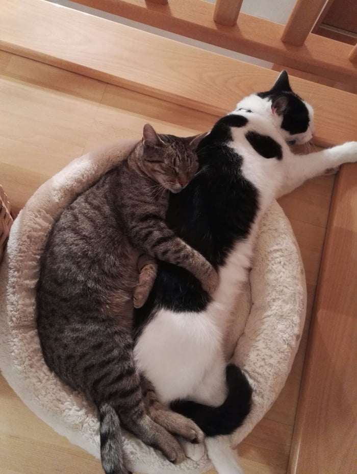 cat cuddle pillow