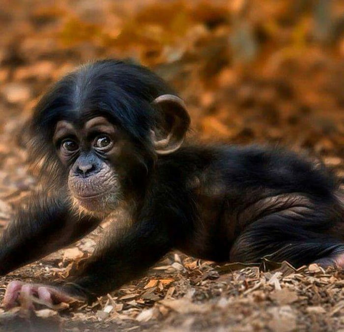 Baby Chimps Might be the Cutest Thing Ever - 9GAG