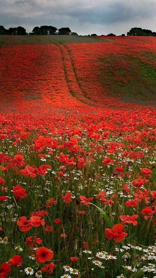 Red field! - 9GAG