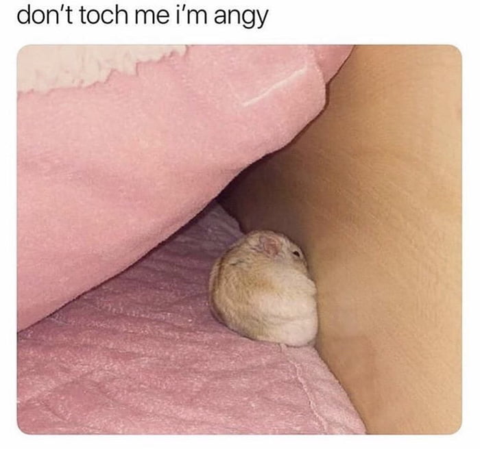 Smol and angry - 9GAG