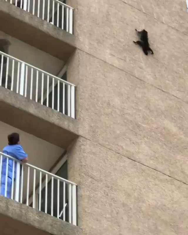 Black cat jumps of building 9GAG