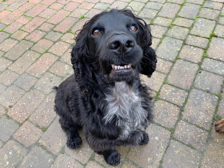 Animals On 9gag Cat Videos Dog Pics And Other Cute Animals