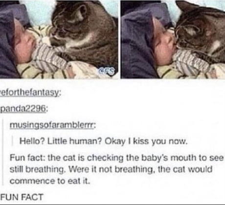 Cats Are F King Evil 9gag