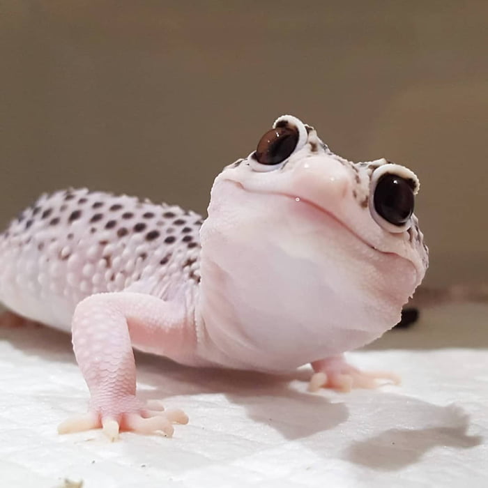 An Adorable Leapord Gecko 9GAG